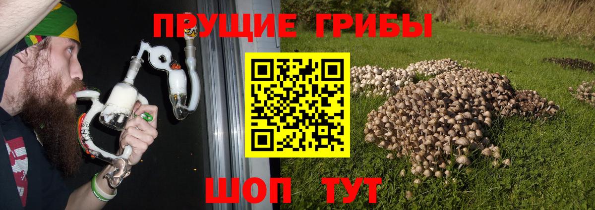 Галлюциногенные грибы Cubensis  Псилоцибиновые грибы прущие грибы  Электрогорск  Вход с VPN 